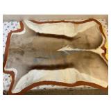 Spring buck pelt from Botswana Africa Spring buck pelt from Botswana Africa