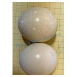 Ostrich eggs Ostrich eggs