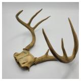 Deer Antlers Deer Antlers