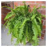 Live Fern Live Fern