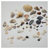 Lot of Shells & Stones