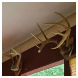 Pair of Deer Antlers