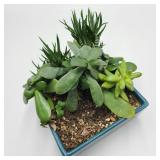 Live Plants in Blue Planter