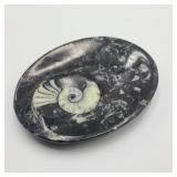 Small Ammonite Style Soap Dish