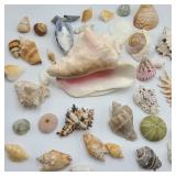 Lot of Seashells