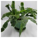 Live Christmas Cactus & USA Pottery Planter