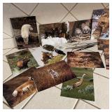 Wildlife Cards, Lock, Masonic  Magnet, w/ Pens &