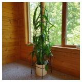 Live Night Blooming Cereus Plant Live Night Blooming Cereus Plant