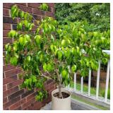 Live Ficus Tree