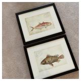 2 Framed Fish Pictures