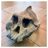 Jawless Bone Clone Skull