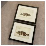 Pair of Framed Fish Prints (LR)