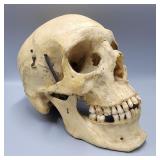 Authentic Human Skull