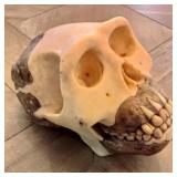 Somso Homo Erectus Model Skull