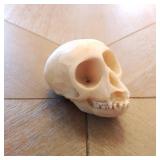 Accoutrements Skull