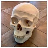 Human Skull Model