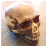 Somso Homo Sapiens Sapiens Model Skull