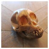 Somso Proconsul Africanus Model Skull