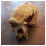 Somso Homo Sapiens Steinheimensis Model Skull