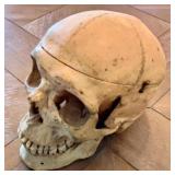 Model Human Skull