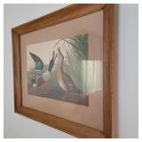 Vintage Audubon Shoveller Duck Print