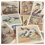 Everything Birds-Vintage Prints & Paperback Books