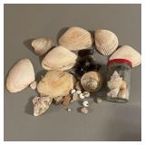 Seashell Lot Seashell Lot
