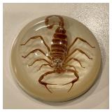Scorpion in Resin Paperweight Scorpion in Resin Paperweight