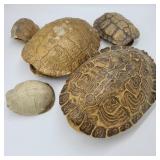 Turtle Shells