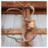 Deer Antlers on Wall Deer Antlers on Wall