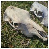 Pair of Weathered Cow Skulls