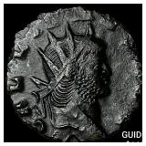 Roman Empire Gallienus 253-268 AD Bronze Antonini