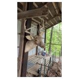 DEER MOUNT DAMAGED