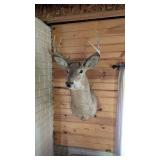 DEER MOUNT