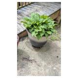 PLASTIC PLANTER