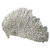 Natural Special Table Coral Specimen