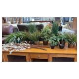 10 Potted Plants with 36 inch Leaves for a