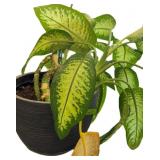 Live Plant in Pot- Dieffenbachia