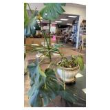Monstera Deliciosa Live Plant in Pot