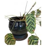 Live Calathea Plant in large planter