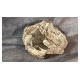 Opalized Agate Fossil, White River Formation Agate