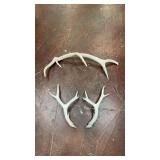 authentic, sun-bleached shed antlers