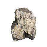 Large Natural Petrified Wood Rock Mineral