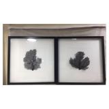 Framed Coral Prints in Black Wooden Frames