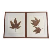 (2) Vintage Framed Pieces of Pressed Maple Leaf