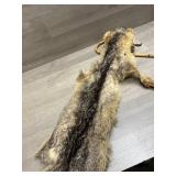 Fox? Taxidermy
