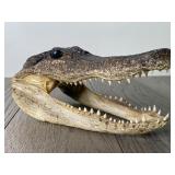 American Alligator Head - 8" Long -