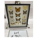 Framed Butterfly Collection