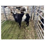 ARBY3580 BLK WHITE BUCK 56# P60