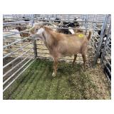 ARBY3573 RED BUCK 118# P53